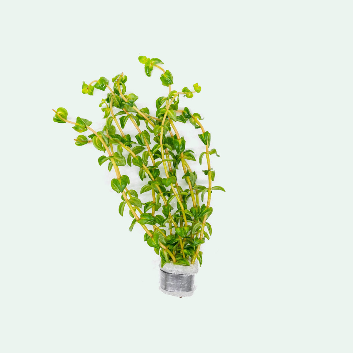 Shop Rotala Bonsai Aquatic Plants - Glass Aqua