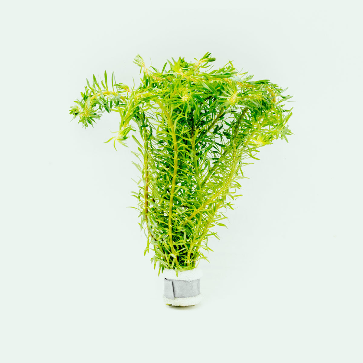 Shop Rotala Bossii Aquatic Plants - Glass Aqua