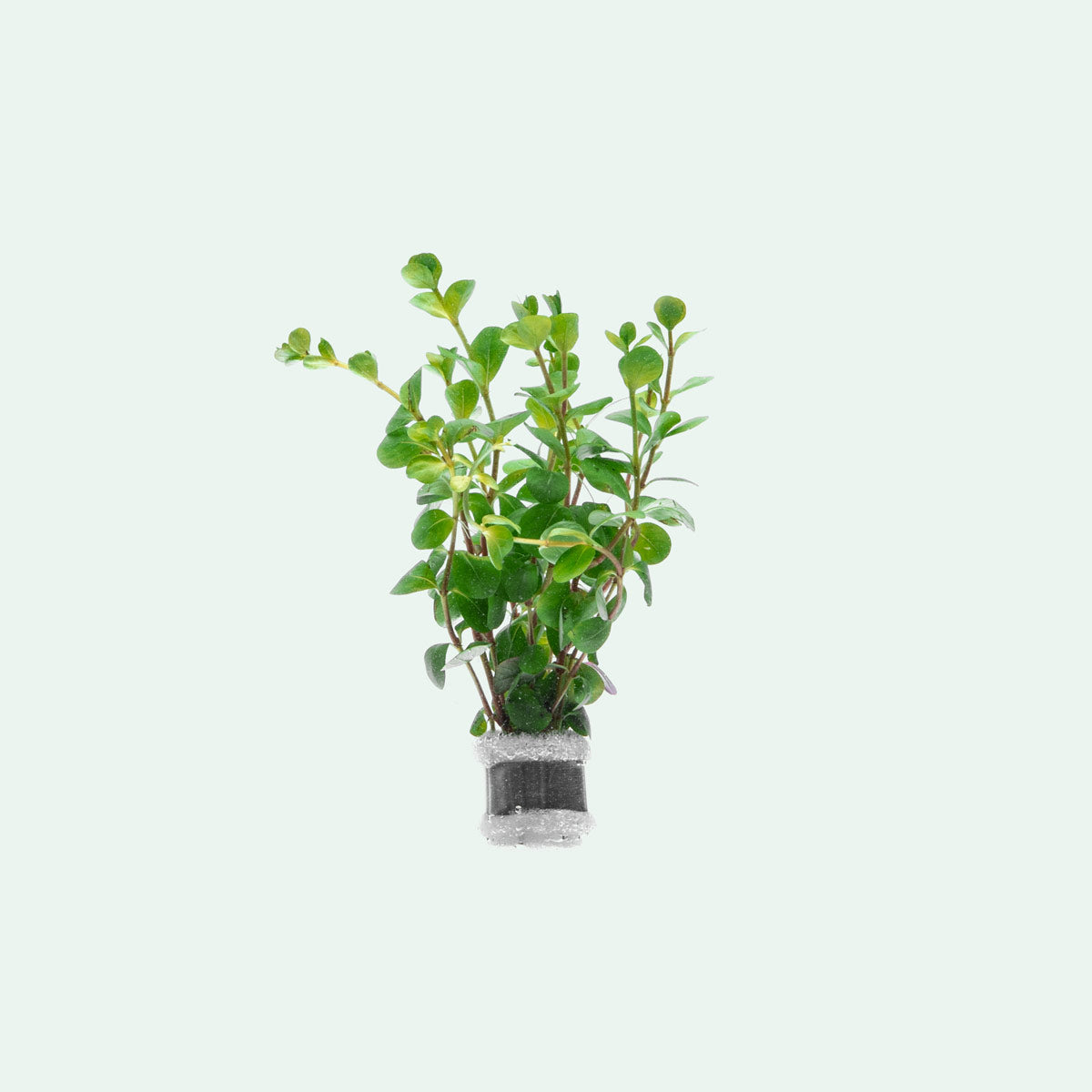 Rotala Ceylon - Glass Aqua