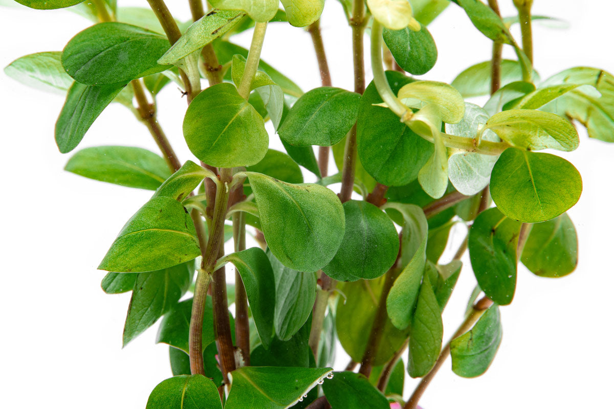 Rotala Ceylon - Glass Aqua