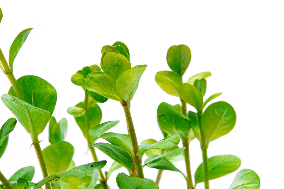 Rotala Ceylon - Glass Aqua