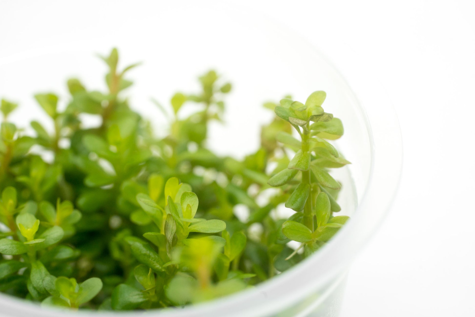 Shop Rotala Coin Leaf Tissue Culture Aquatic Plants - Glass Aqua