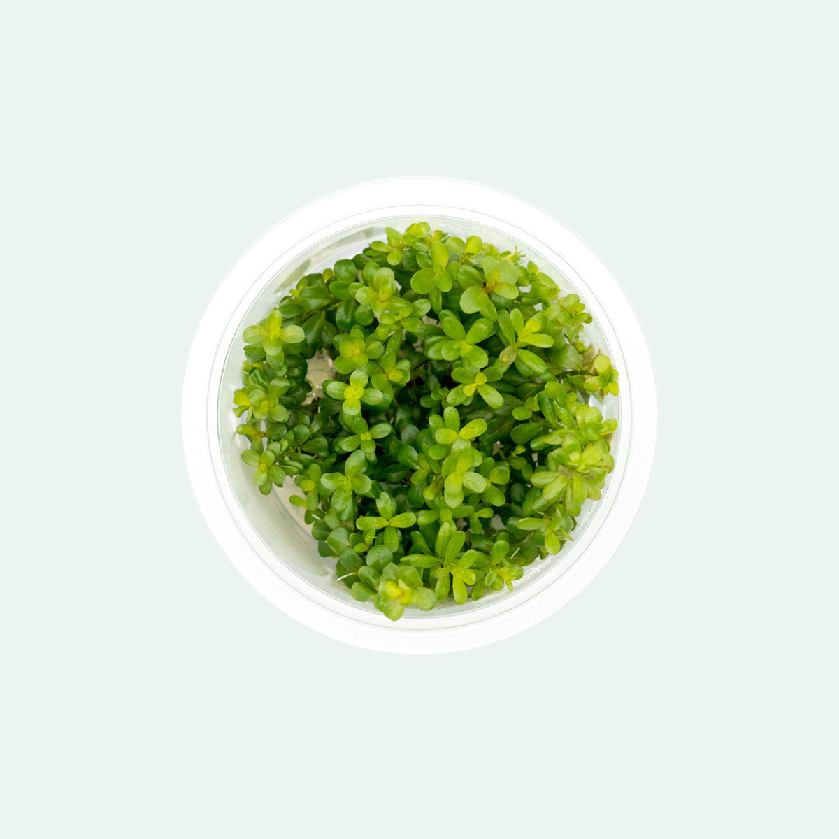 Shop Rotala Coin Leaf Tissue Culture Aquatic Plants - Glass Aqua