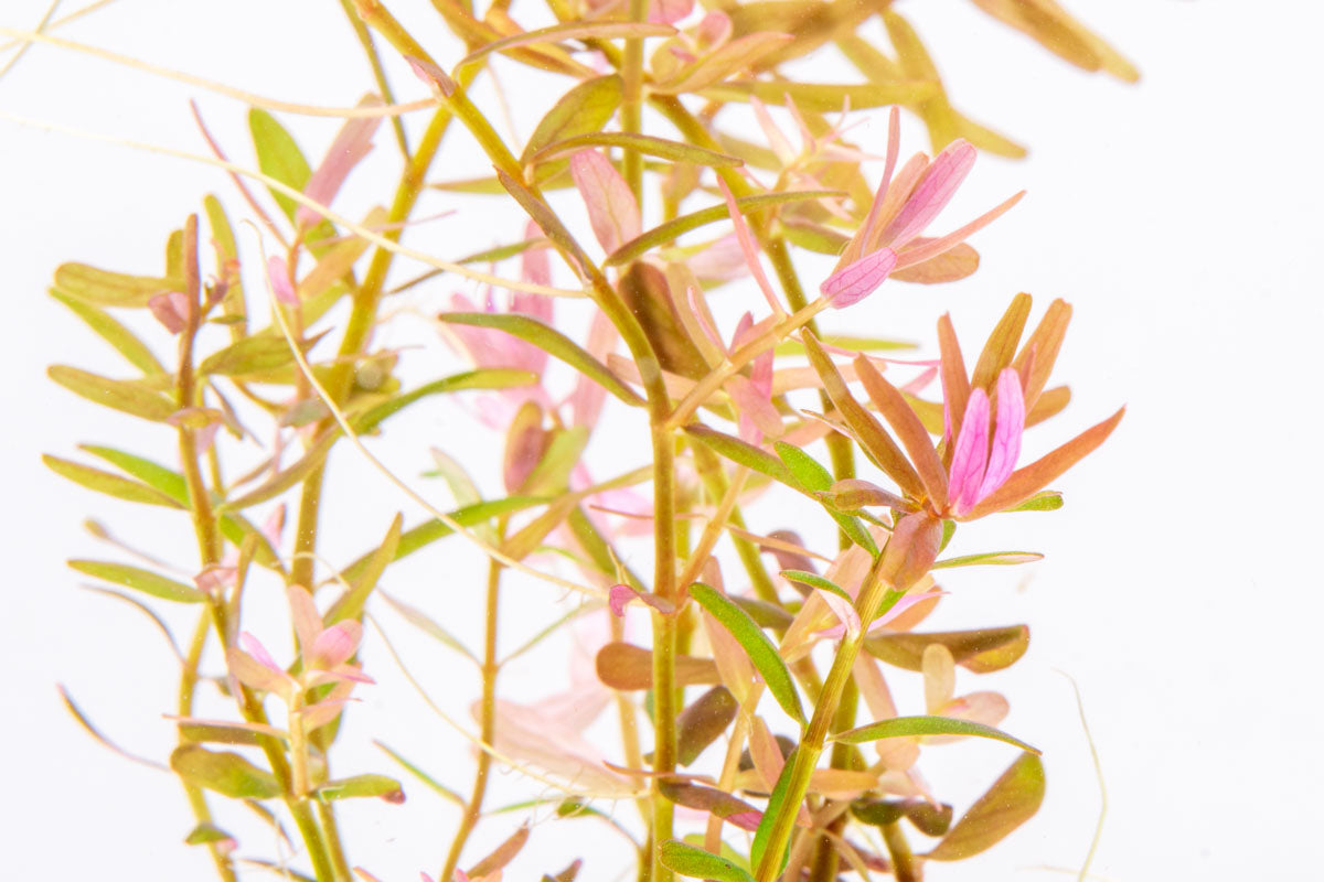 Rotala Coin Leaf - Glass Aqua