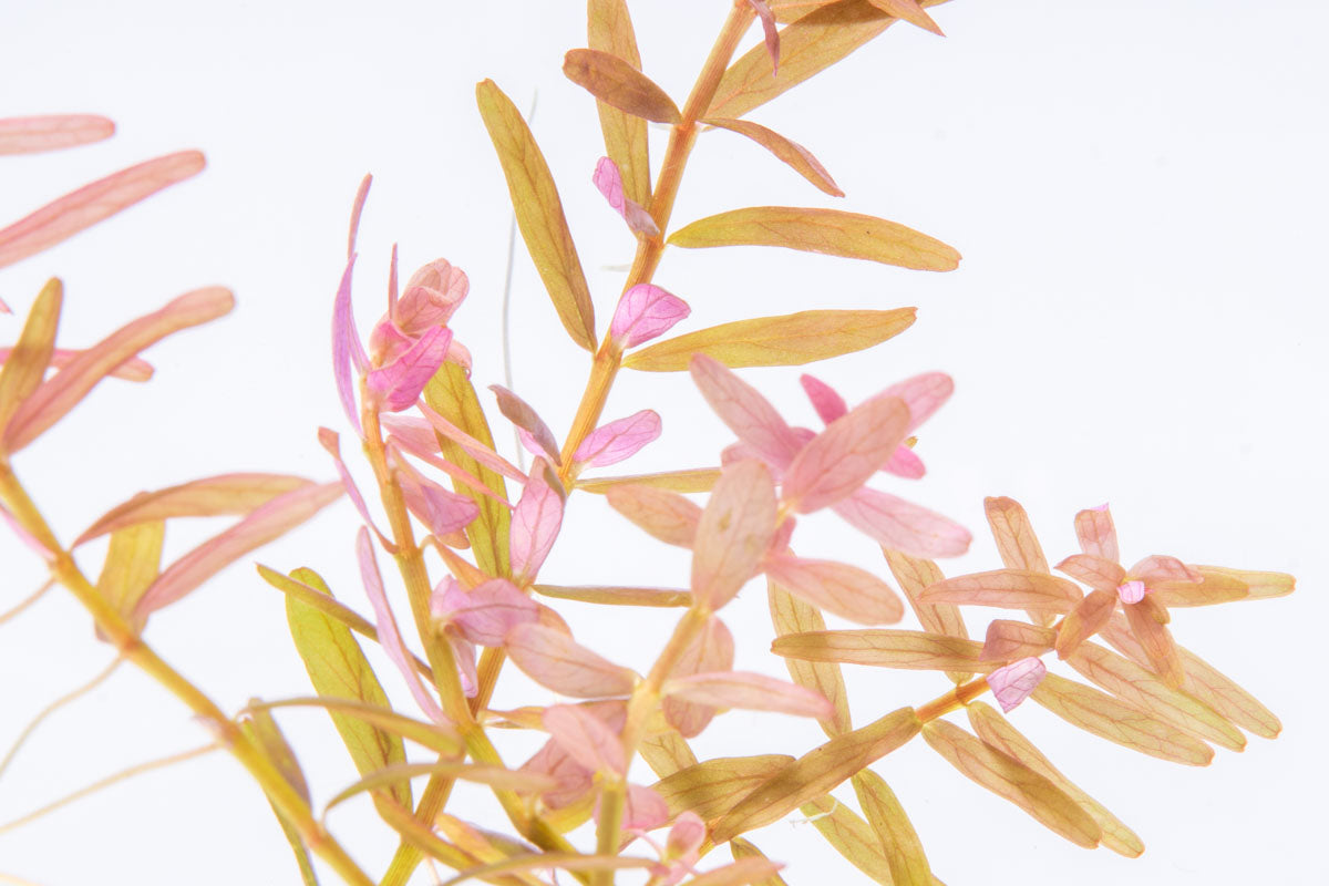Rotala Coin Leaf - Glass Aqua