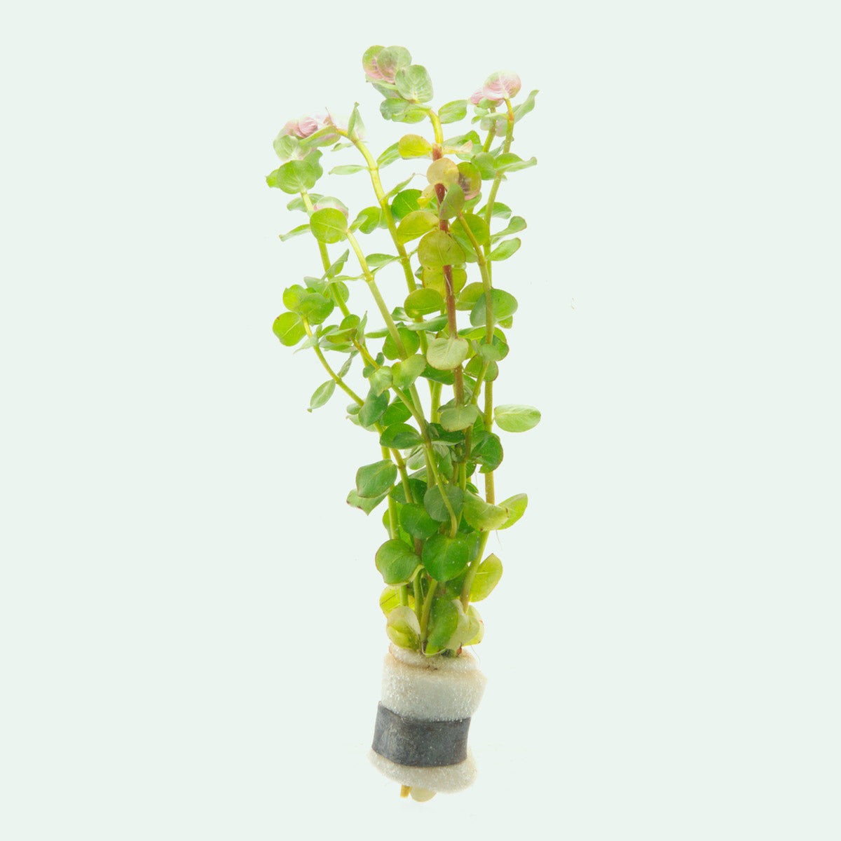 Rotala Coin Leaf - Glass Aqua