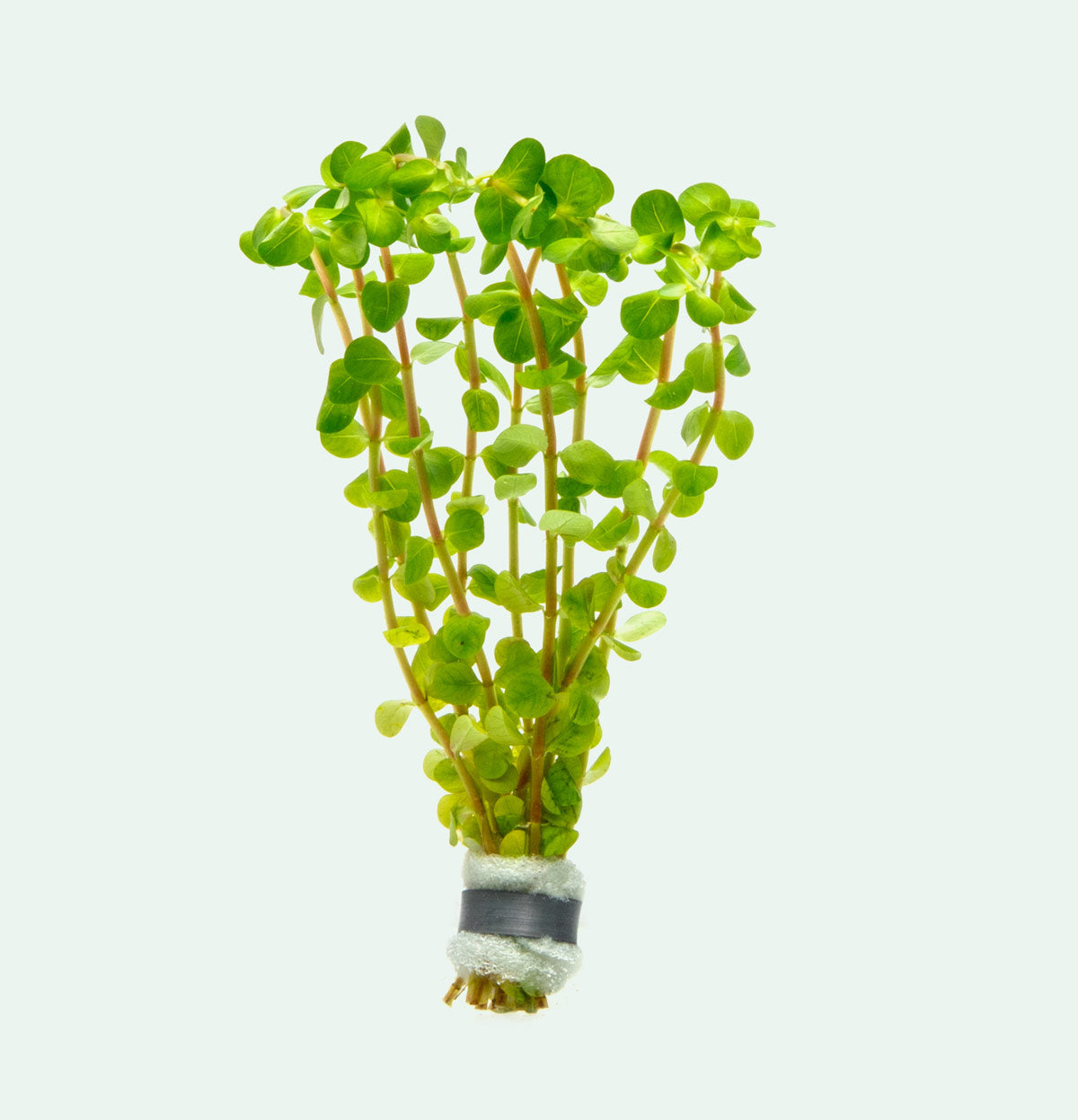 Rotala Colorata Rare Aquarium Stem Plant for Planted Tank