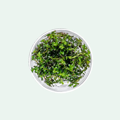 Rotala Colorata Tissue Culture | Rare Aquarium Stem Plant - Glass Aqua