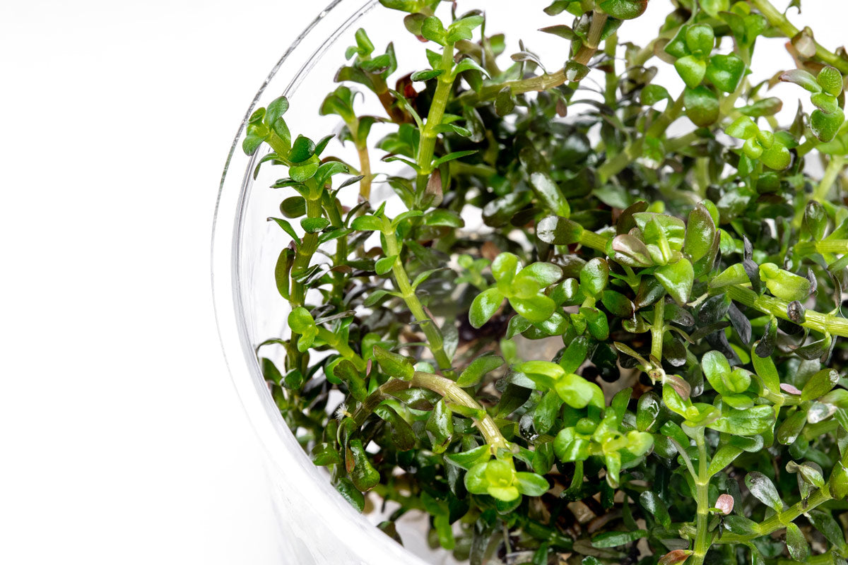 Rotala Colorata Tissue Culture | Rare Aquarium Stem Plant - Glass Aqua