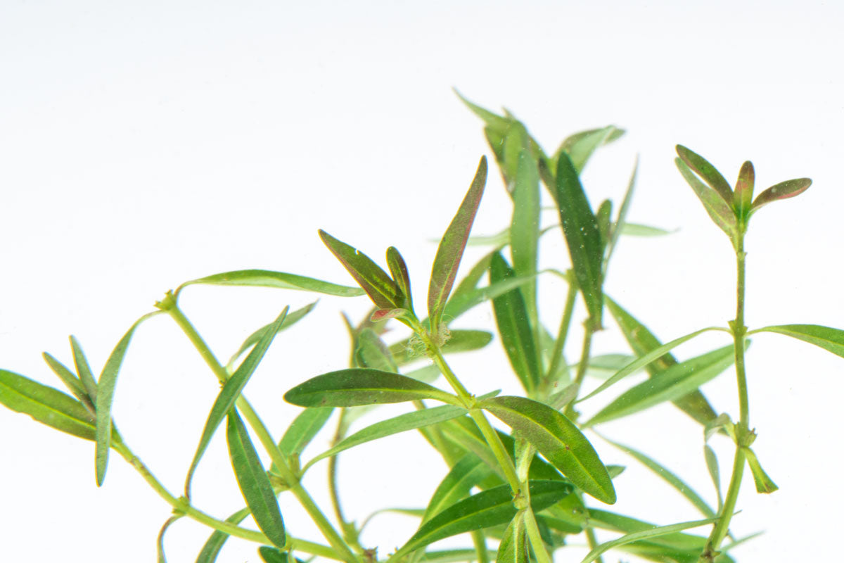 Rotala Florida Sunset Aquarium Stem Plant