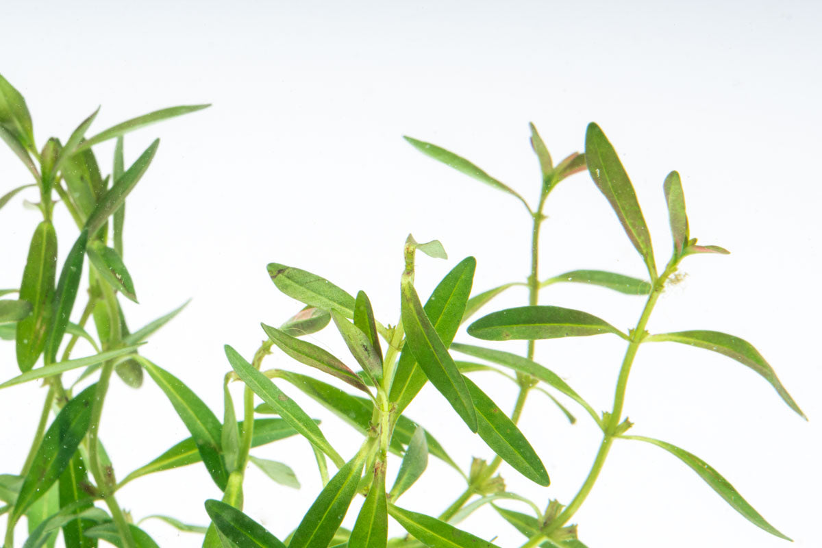 Rotala Florida Sunset Aquarium Stem Plant