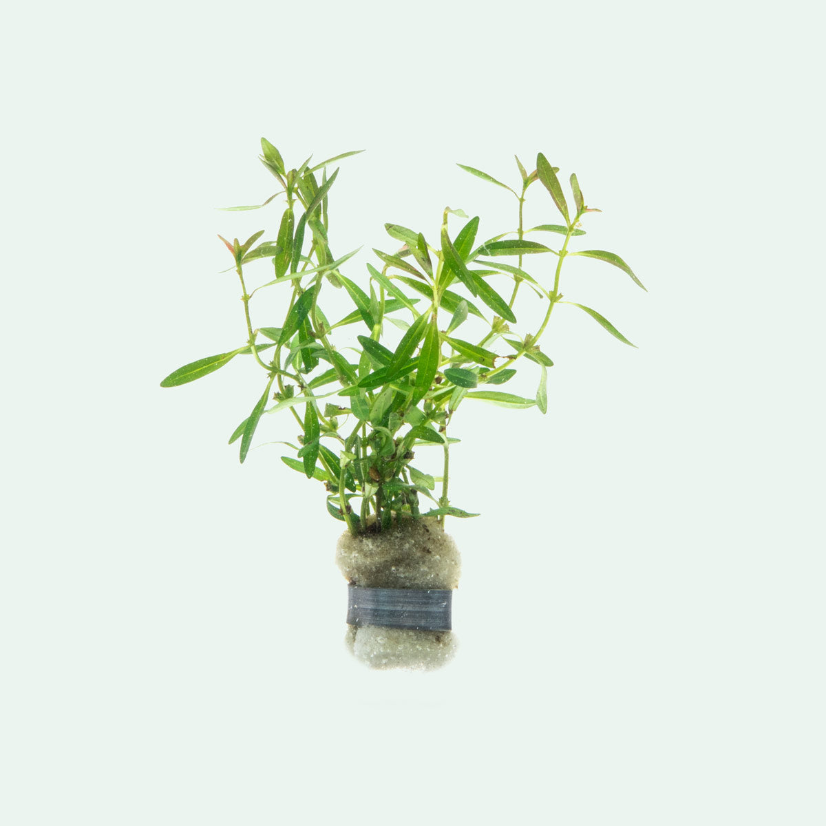Rotala Florida Sunset Aquarium Stem Plant