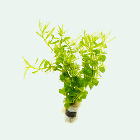Shop Rotala Green Aquatic Plants - Glass Aqua