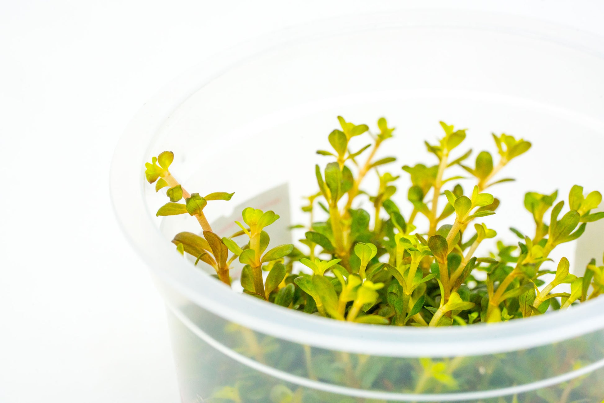 Shop Rotala H'Ra Aquatic Plants - Glass Aqua