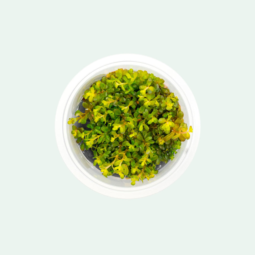 Shop Rotala H'Ra Aquatic Plants - Glass Aqua