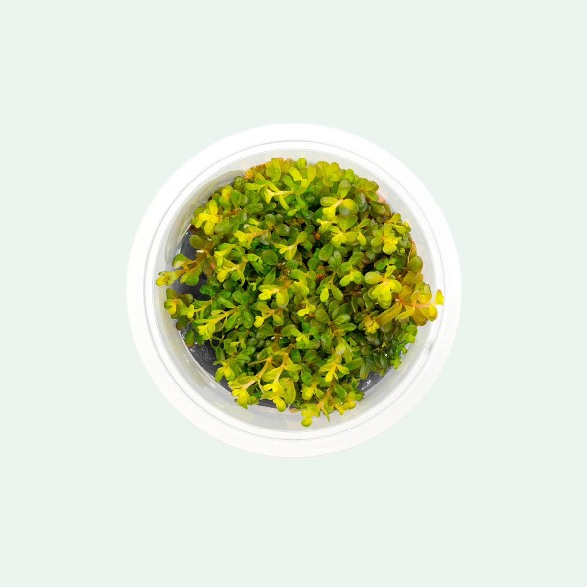Shop Rotala H'Ra Aquatic Plants - Glass Aqua