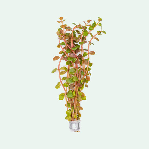 Rotala H'Ra - Glass Aqua