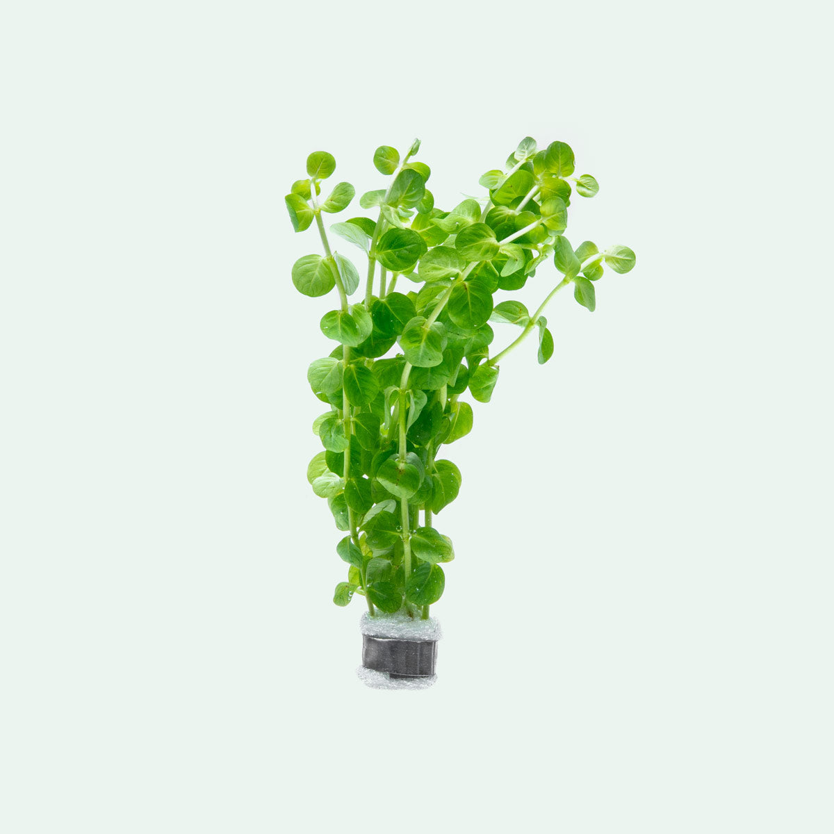Rotala Rotundifolia Green - Glass Aqua