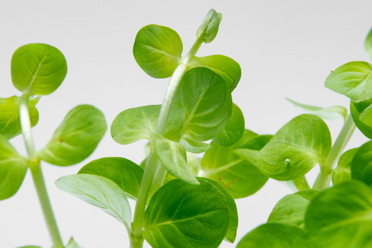 Rotala Rotundifolia Green - Glass Aqua