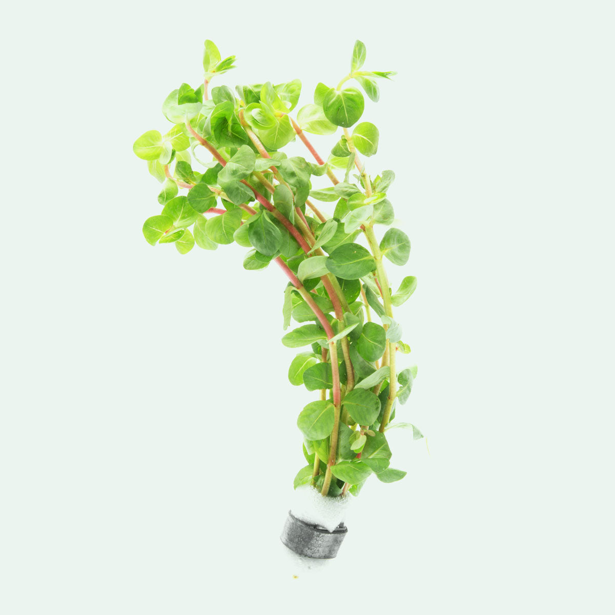 Rotala Indica - Glass Aqua