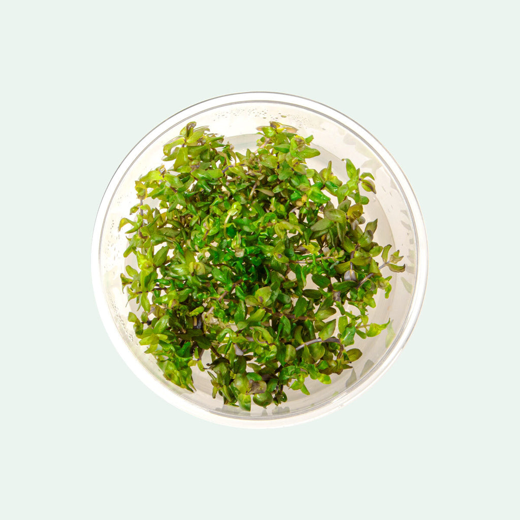 Shop Rotala Macrandra Tissue Culture Aquatic Plants - Glass Aqua