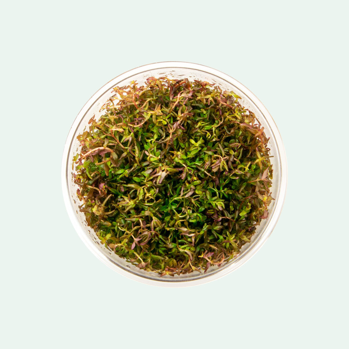 Shop Rotala Macrandra Mini Tissue Culture Aquatic Plants - Glass Aqua