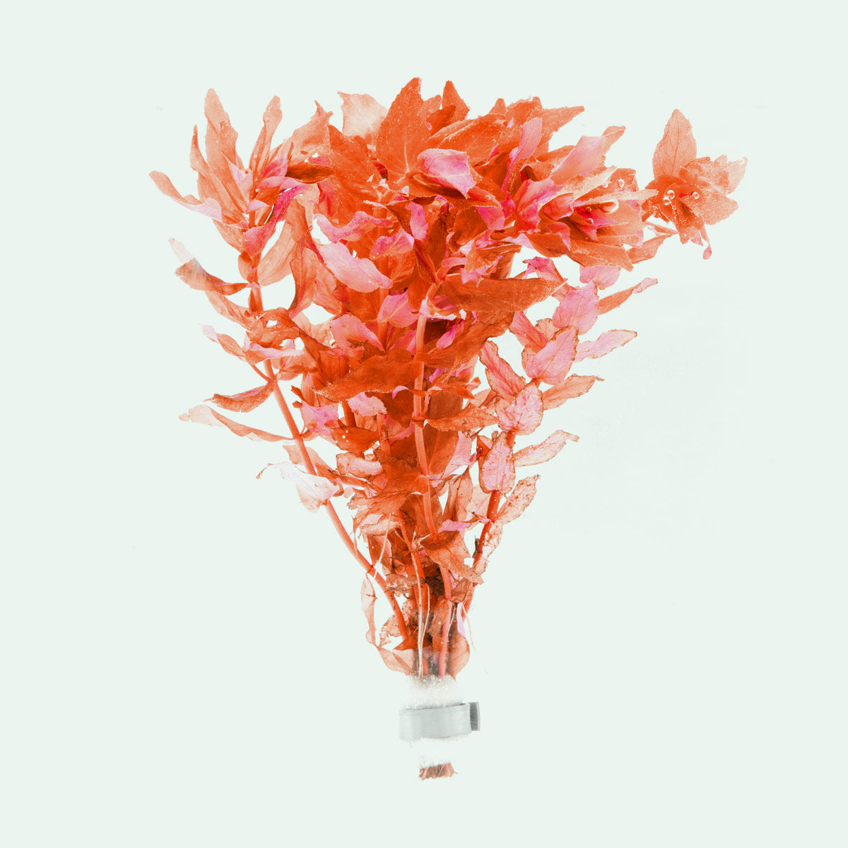 Shop Rotala Macrandra Red Aquatic Plants - Glass Aqua