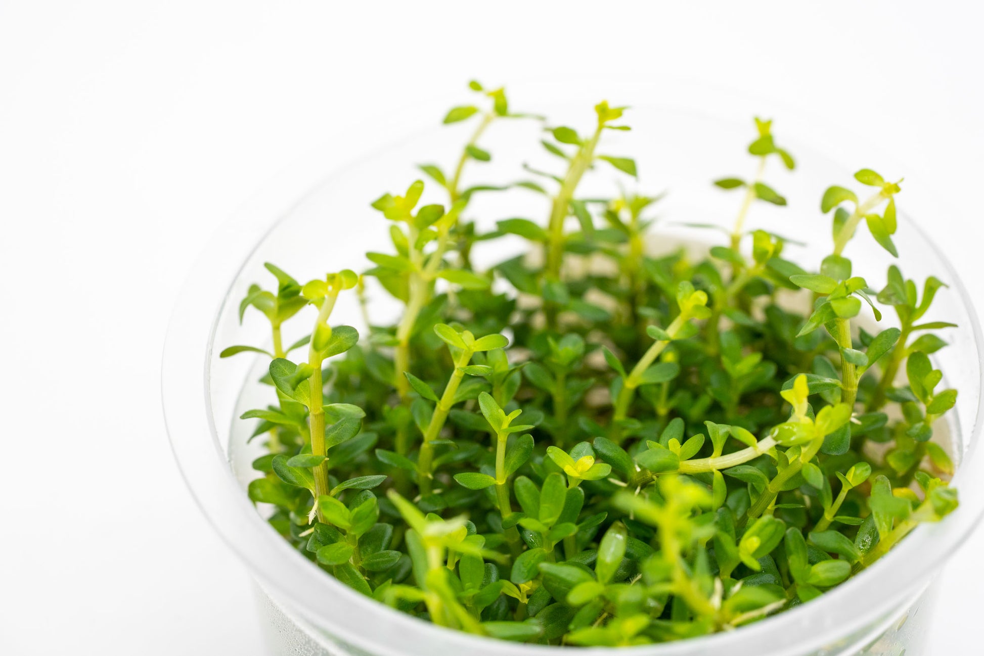 Shop Rotala Mexicana Tissue Culture Aquatic Plants - Glass Aqua