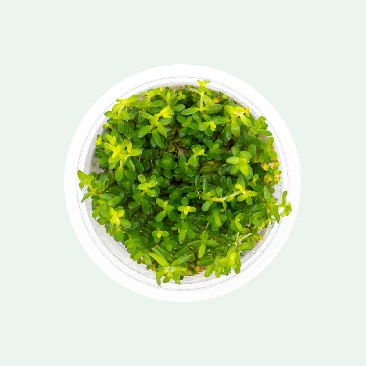 Shop Rotala Mexicana Tissue Culture Aquatic Plants - Glass Aqua