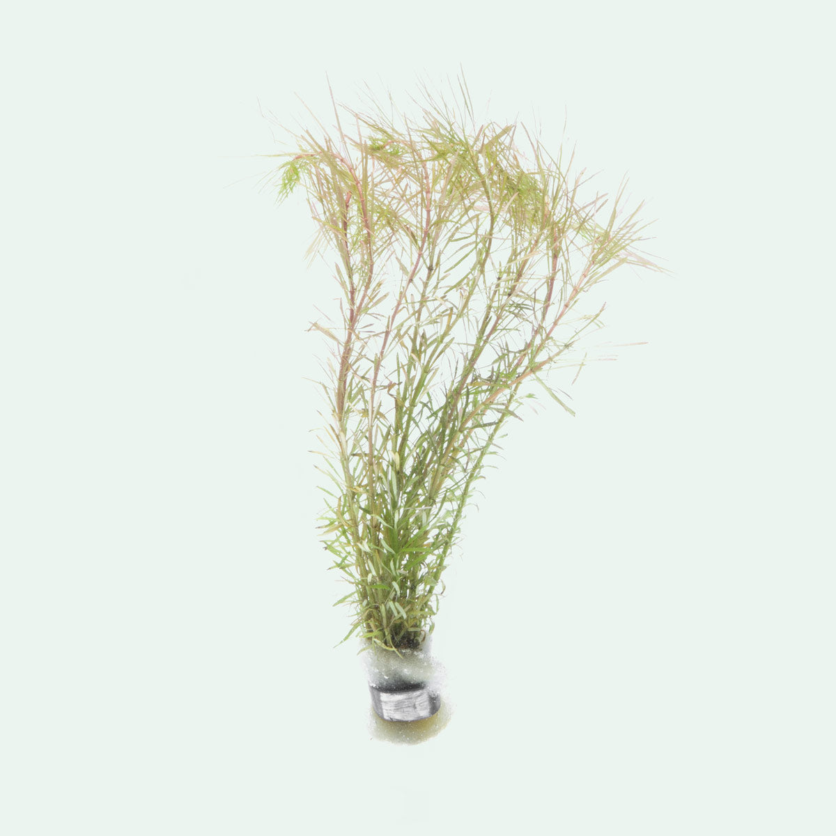 Rotala Bangladesh | Shop Live Aquarium Stem Plants - Glass Aqua