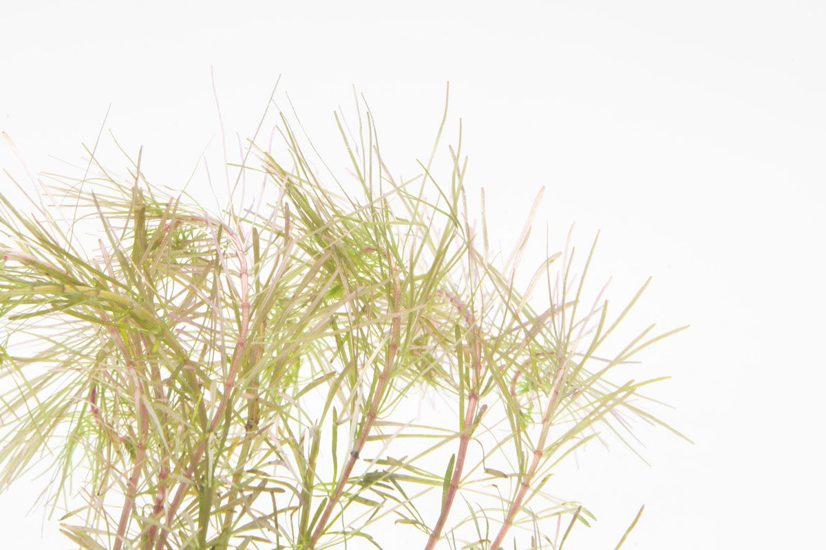 Rotala Bangladesh | Shop Live Aquarium Stem Plants - Glass Aqua
