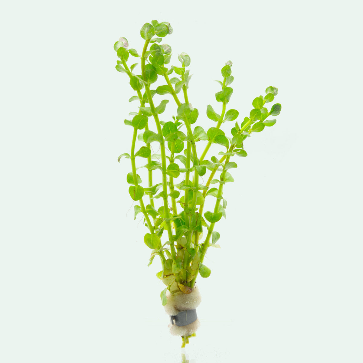 Rotala Mexicana - Glass Aqua