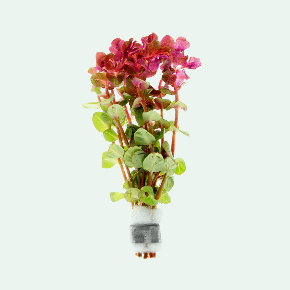 Rotala Macrandra Mini Butterfly Aquatic Plant for Planted Aquarium