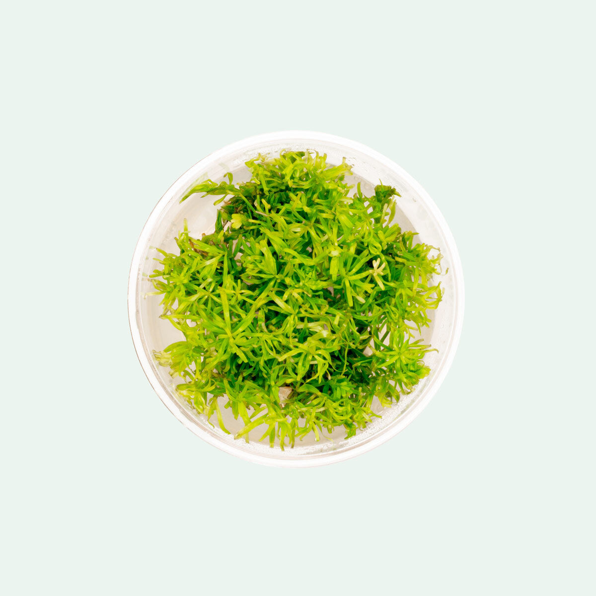 Rotala Nanjenshan Tissue Culture Live Aquatic Plant for Planted Tank