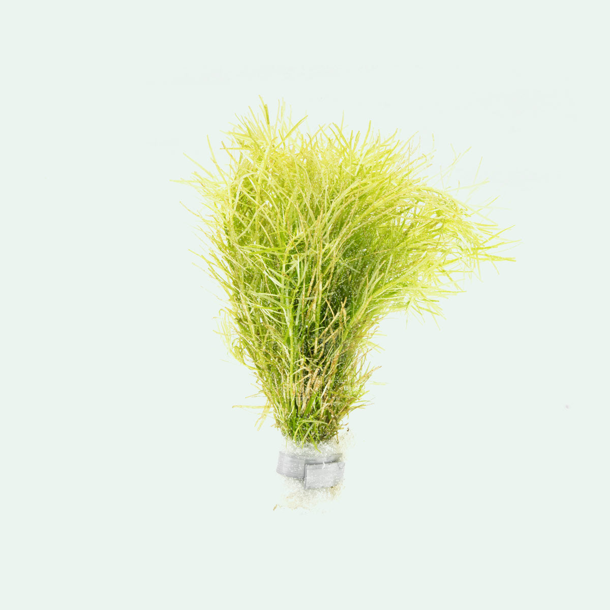 Shop Rotala Nanjenshan Aquatic Plants - Glass Aqua