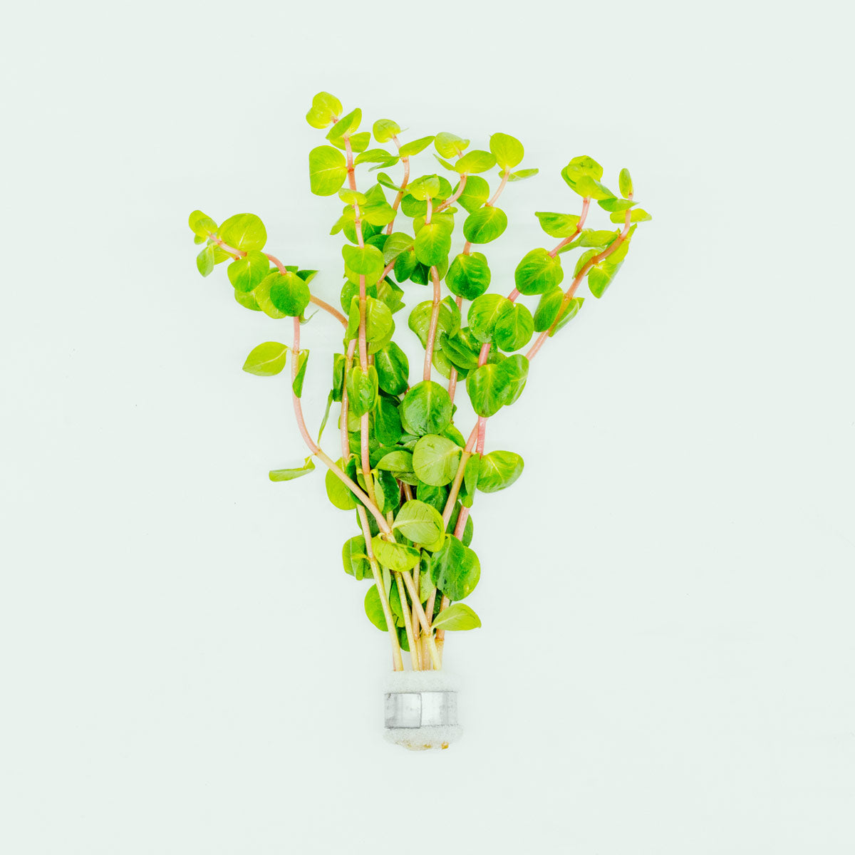 Shop Rotala Rotundifolia Orange Juice Aquatic Plants - Glass Aqua
