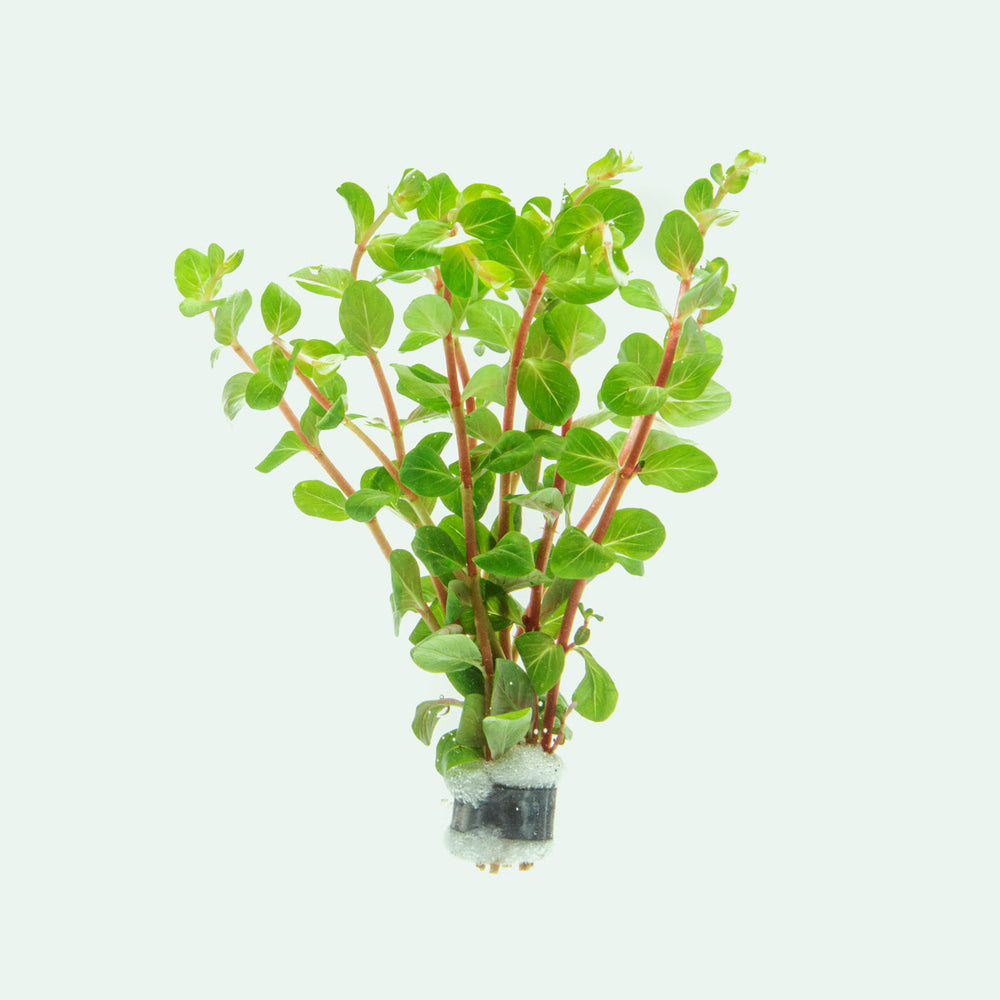 Rotala Rotundifolia Blood Red Aquarium Stem Plant for Planted Tanks