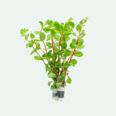 Rotala Rotundifolia Blood Red Aquarium Stem Plant for Planted Tanks