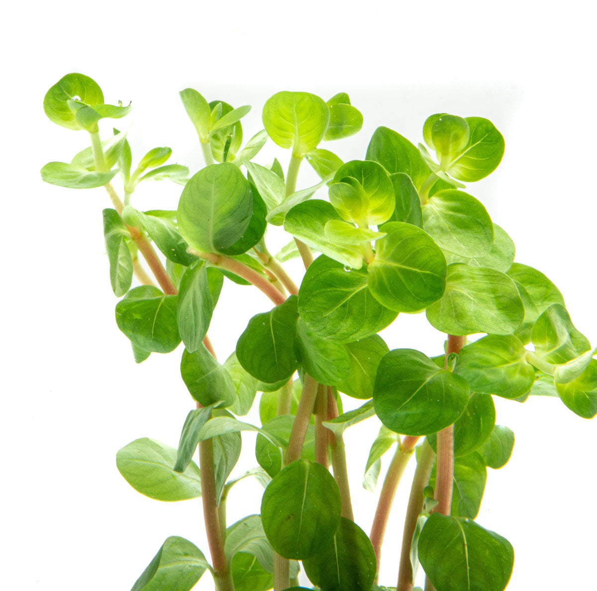Rotala Rotundifolia Fujian Rare Aquarium Stem Plant for Planted Tanks