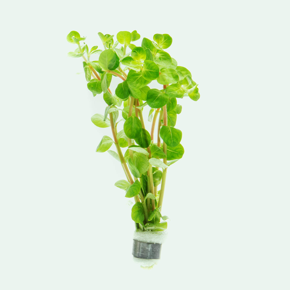 Rotala Rotundifolia Fujian Rare Aquarium Stem Plant for Planted Tanks