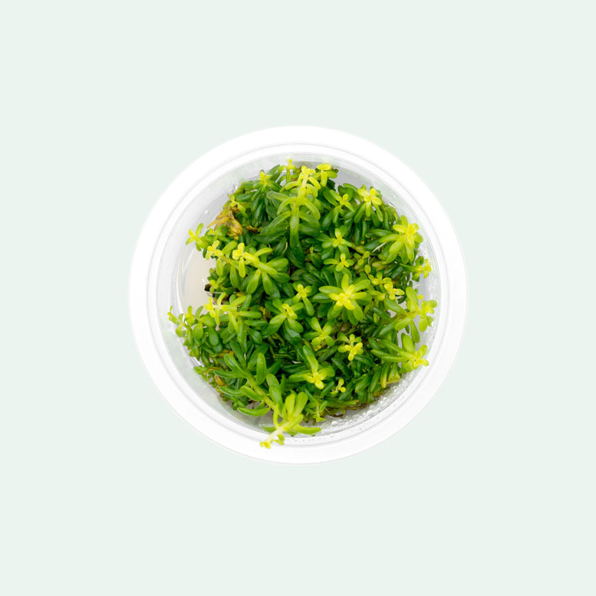 Shop Rotala Rotundifolia Green Aquatic Plants - Glass Aqua