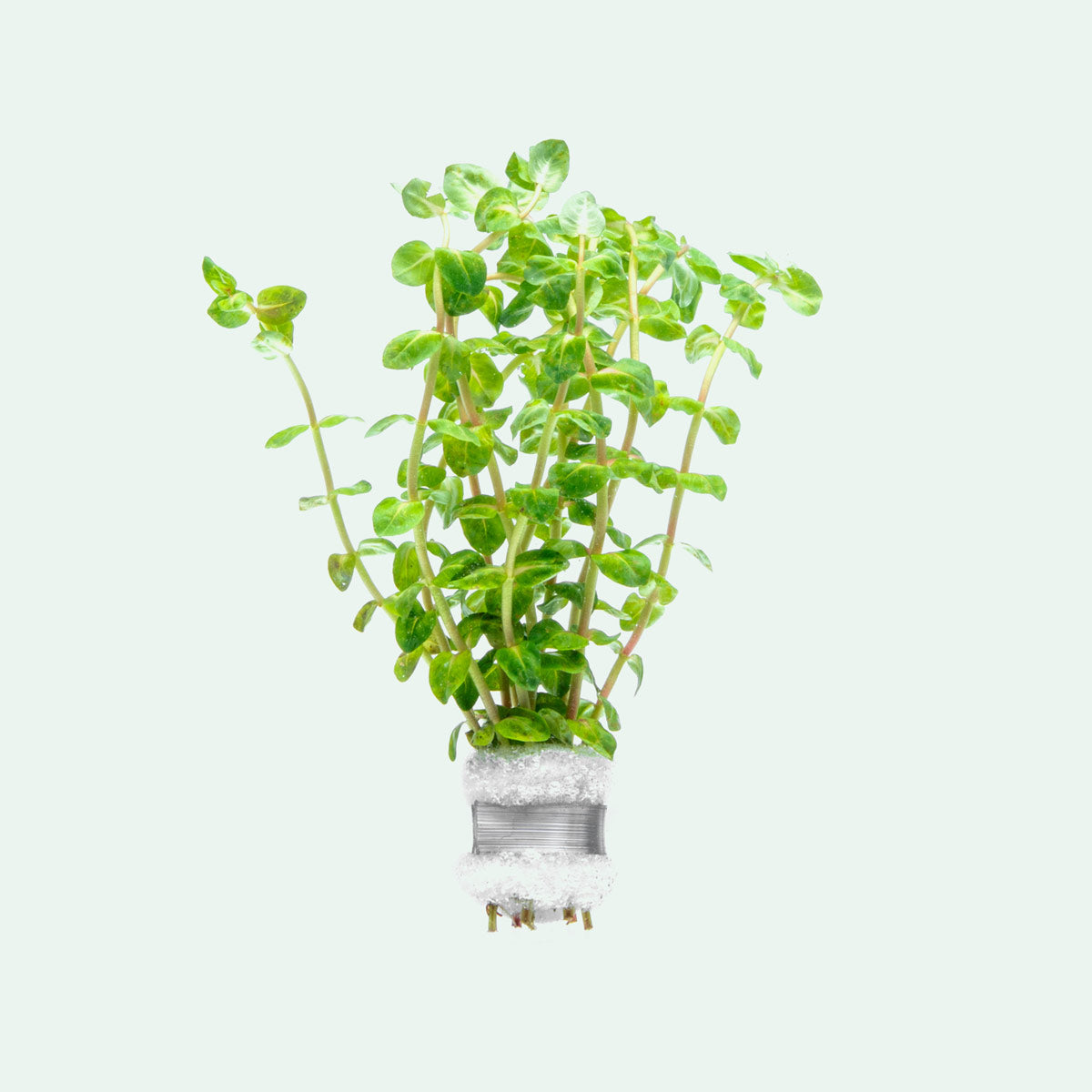 Rotala Macrandra Pearl Live Aquatic Plant for Planted Aquarium
