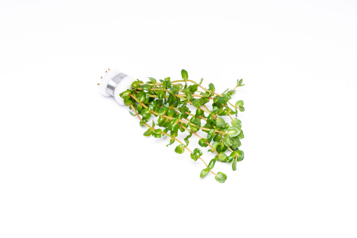 Rotala Macrandra Pearl Live Aquatic Plant for Planted Aquarium
