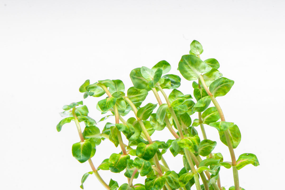 Rotala Macrandra Pearl Live Aquatic Plant for Planted Aquarium