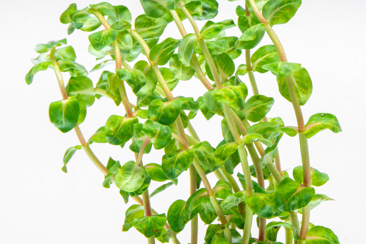 Rotala Macrandra Pearl Live Aquatic Plant for Planted Aquarium