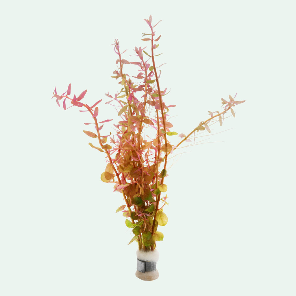 Rotala Rotundifolia - Glass Aqua
