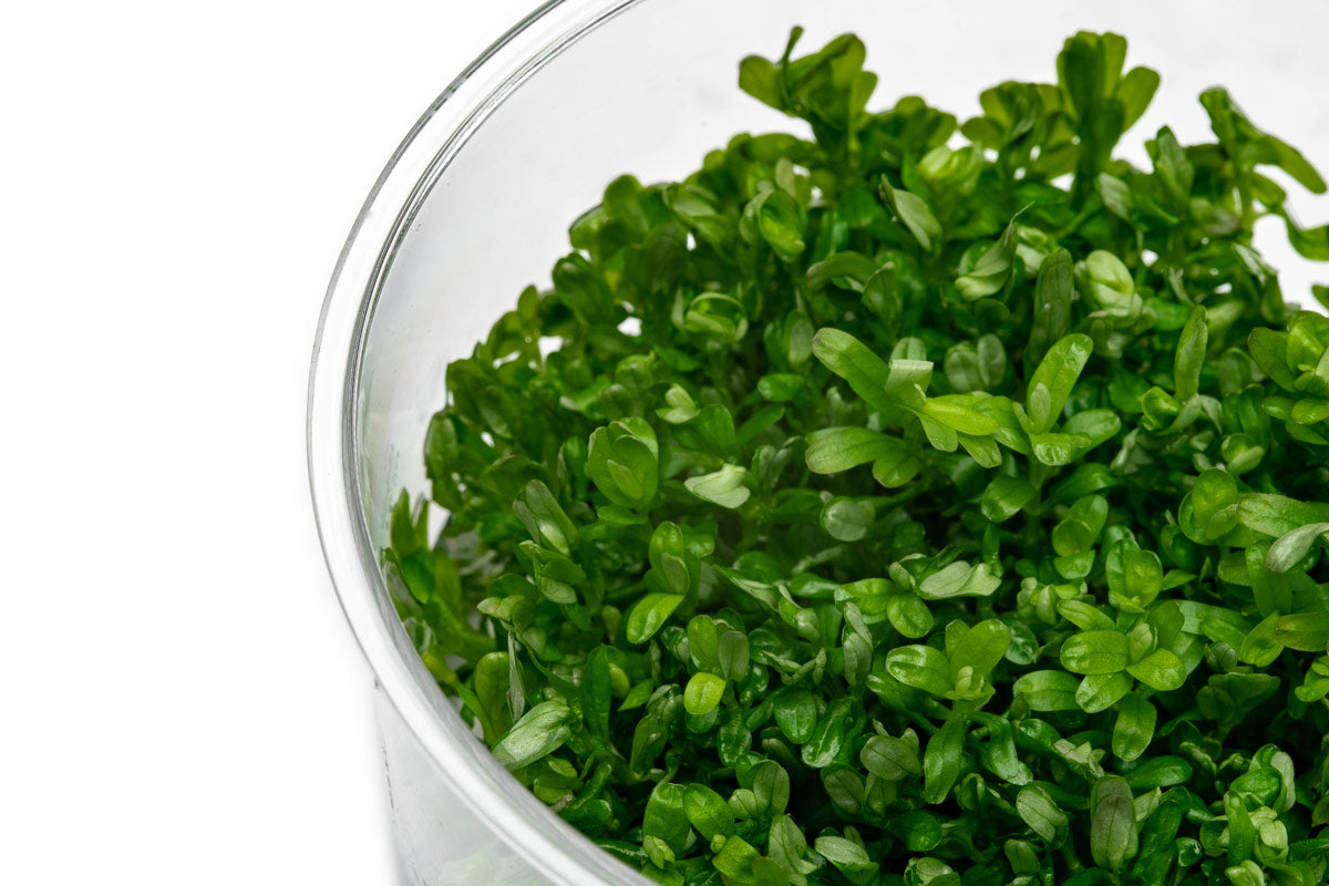 Rotala Rotundifolia Aquarium Plant | Shop Tissue Culture - Glass Aqua
