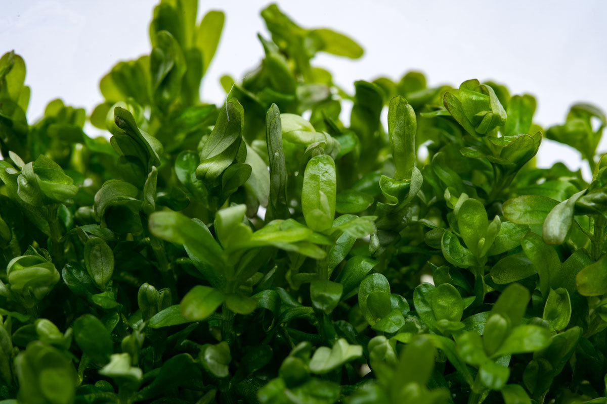 Rotala Rotundifolia Aquarium Plant | Shop Tissue Culture - Glass Aqua