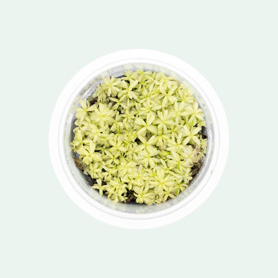 Shop Rotala Rotundifolia Platinum Aquatic Plants - Glass Aqua