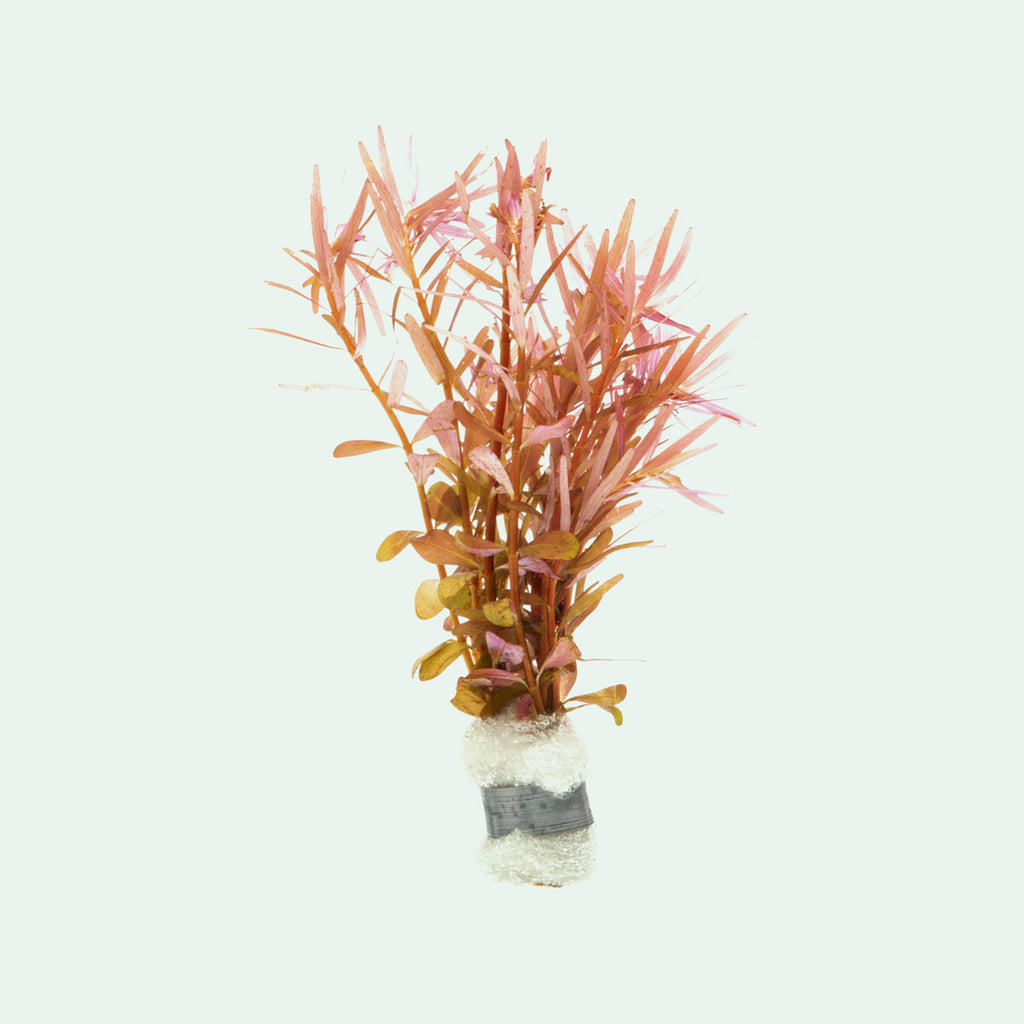 Rotala H'Ra - Glass Aqua
